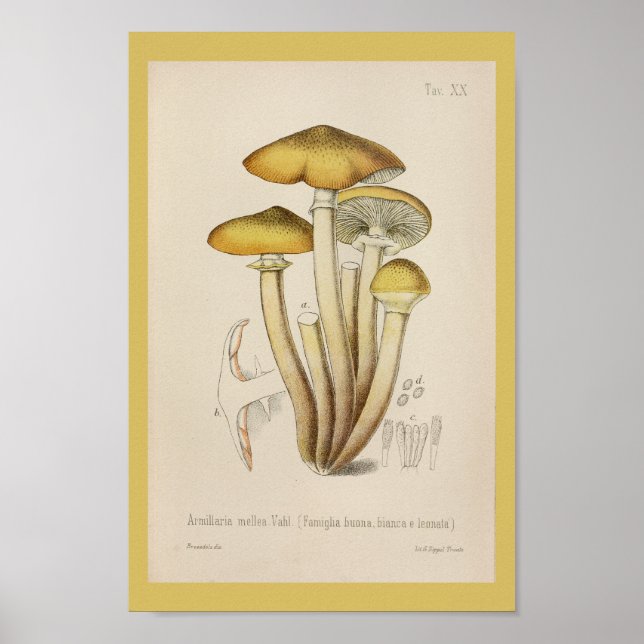 Vintage 1899 Mushrooms Brown Yellow Art Print (Front)