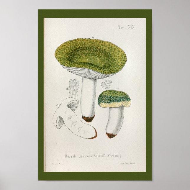 Vintage 1899 Mushrooms Green Cap Art Print (Front)