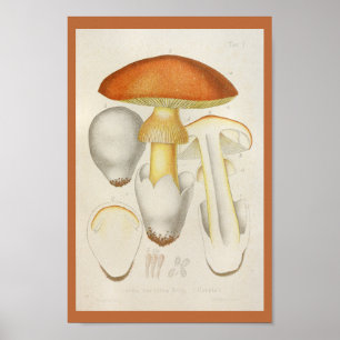 Vintage 1899 Mushrooms Orange Yellow Art Print