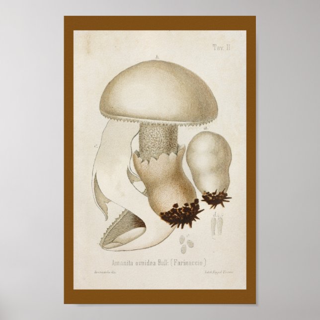 Vintage 1899 Mushrooms White Cap Art Print (Front)