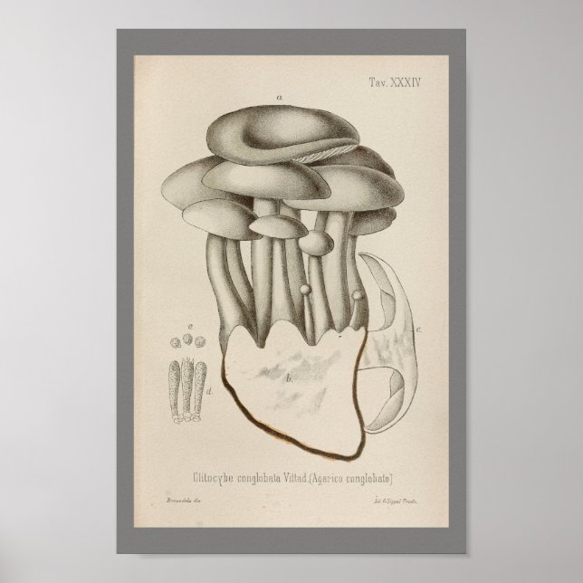 Vintage 1899 Mushrooms White Cap Art Print (Front)
