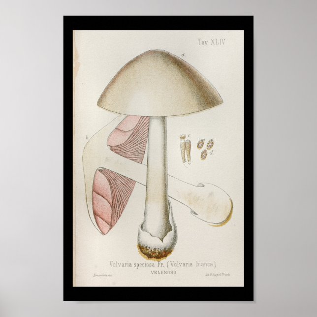 Vintage 1899 Mushrooms White Pink Art Print (Front)