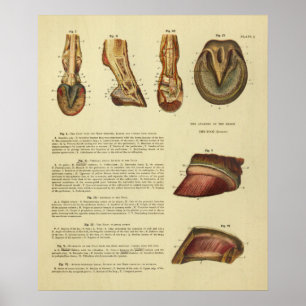 Vintage 1900 Horse Foot Hoof Anatomy Print