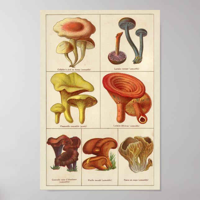 Vintage 1900 Mushroom Variety Orange Yellow Print (Front)