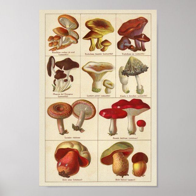 Vintage 1900 Mushroom Variety Red Yellow Print (Front)