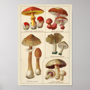Vintage 1900 Mushroom Variety Red Yellow Print