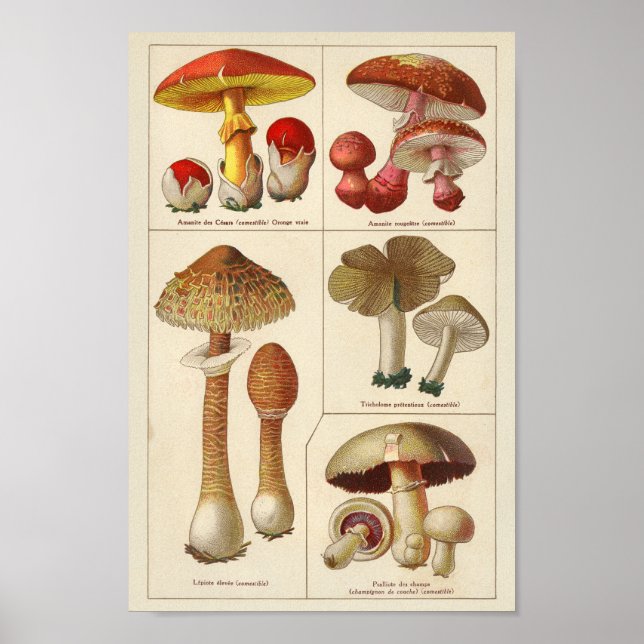 Vintage 1900 Mushroom Variety Red Yellow Print (Front)
