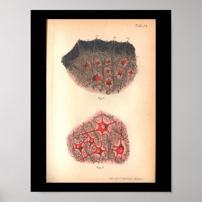 Vintage 1901 Brain Cells Anatomy Print (Front)