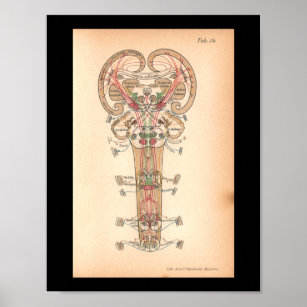 Vintage 1901 Spinal Nerves Anatomy Print