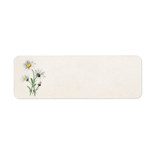 Vintage 1902 Daisies Old Wild Flower Illustration