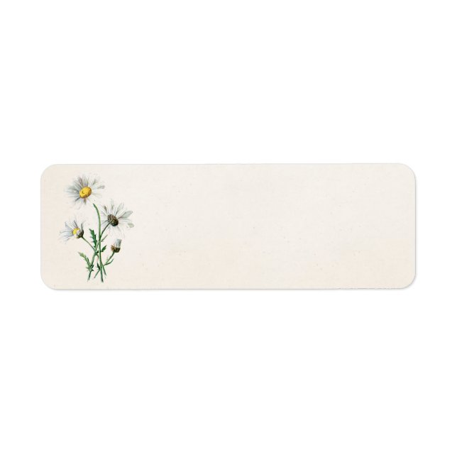 Vintage 1902 Daisies Old Wild Flower Illustration (Front)