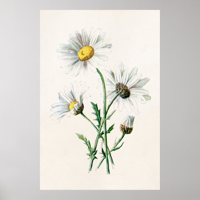 Vintage 1902 Daisies Old Wild Flower Illustration Poster (Front)