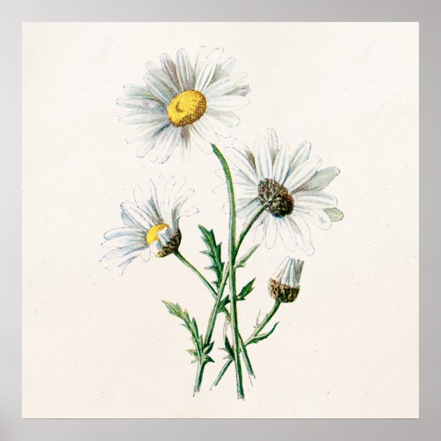 Vintage 1902 Daisies Old Wild Flower Illustration Poster (Front)
