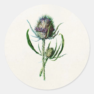 Vintage 1902 Old Scottish Thistle Wild Flower Classic Round Sticker