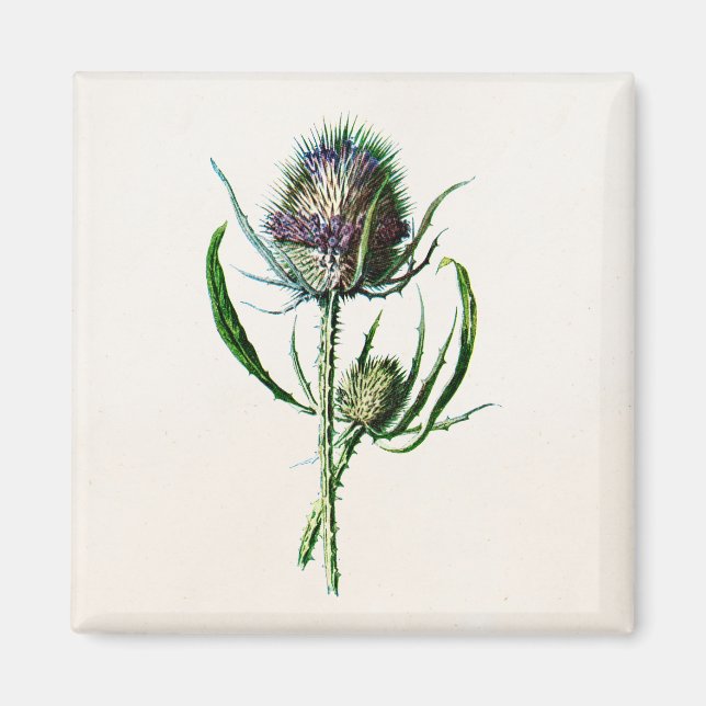 Vintage 1902 Old Scottish Thistle Wild Flower Magnet (Front)