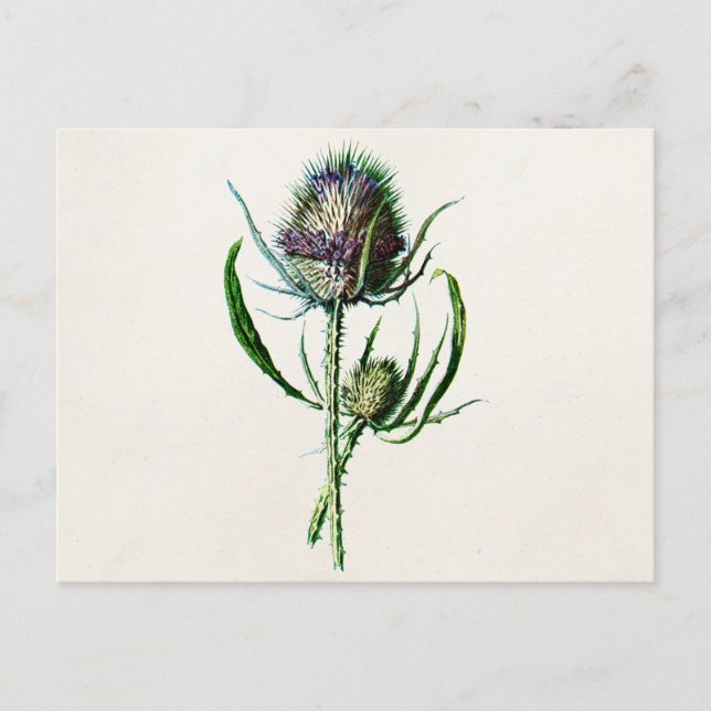 Vintage 1902 Old Scottish Thistle Wild Flower Postcard (Front)
