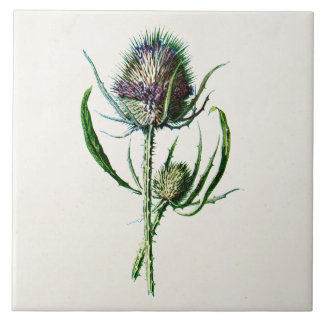 Vintage 1902 Old Scottish Thistle Wild Flower Tile
