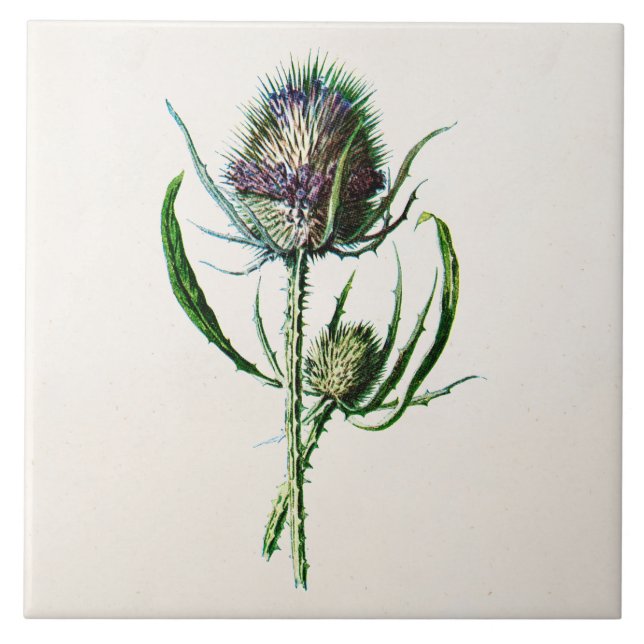 Vintage 1902 Old Scottish Thistle Wild Flower Tile (Front)