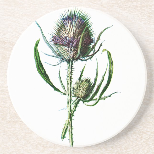 Vintage 1902 Scottish Thistle Antique Wild Flower Coaster (Front)