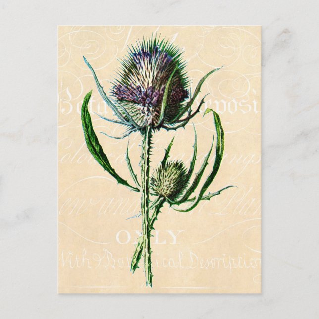 Vintage 1902 Scottish Thistle Antique Wildflower Postcard (Front)