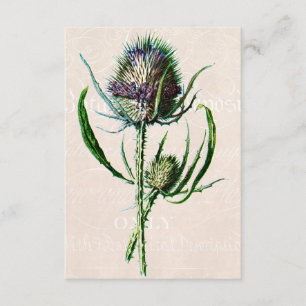 Vintage 1902 Scottish Thistle Old Wild Flower Card
