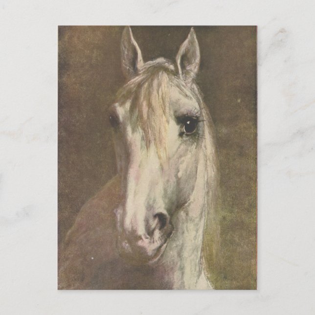 Vintage 1907 Illustration of White Horse Postcard (Front)