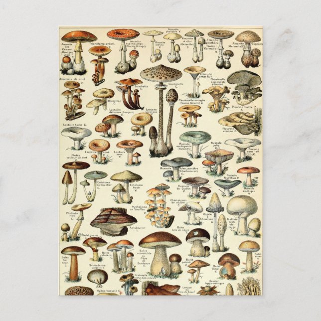 Vintage 1909 Mushroom Art by Adolphe Millot Postcard (Front)