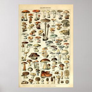 Vintage 1909 Mushroom Art by Adolphe Millot Poster