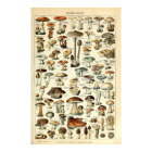 Vintage 1909 Mushroom Art by Adolphe Millot