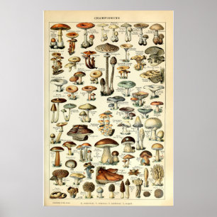 Vintage 1909 Mushroom Art by Adolphe Millot Poster