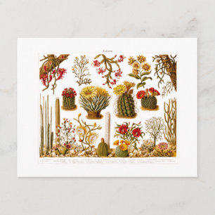 Vintage 1911 Cactus Flower Old Floral Illustration Card