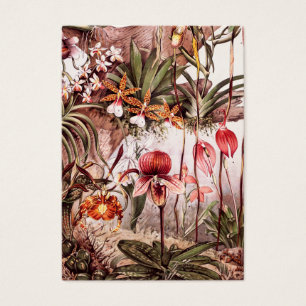 Vintage 1911 Orchid Flower Variety Illustration