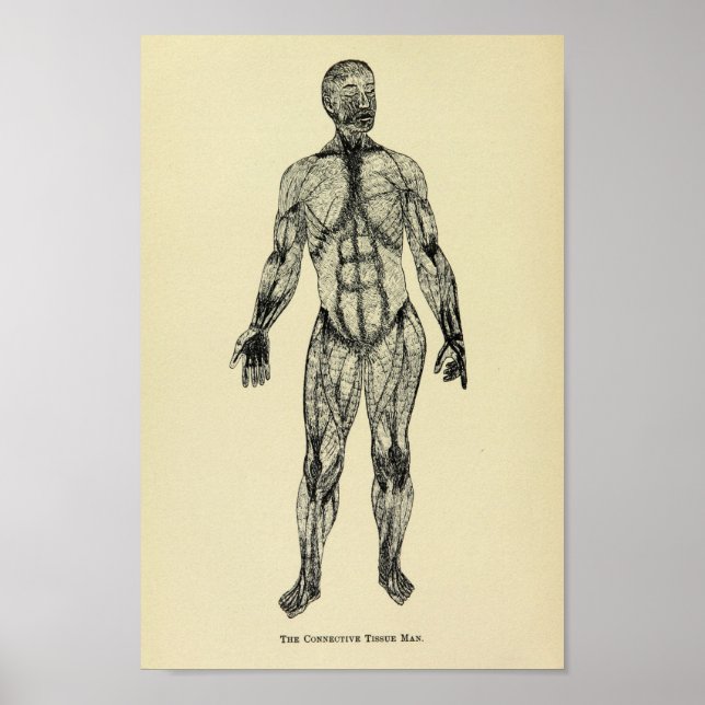 Vintage 1920 Connective Tissue Anatomy Art Print (Front)