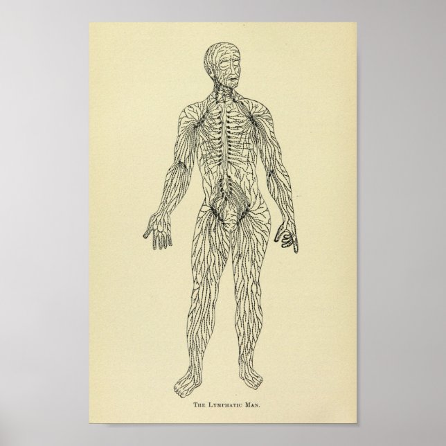 Vintage 1920 Lymphatic System Anatomy Art Print (Front)