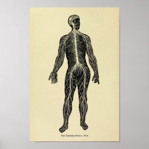 Vintage 1920 Nervous System Anatomy Art Print