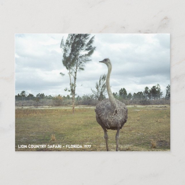 Vintage 1977 Ostrich Safari Postcard (Front)