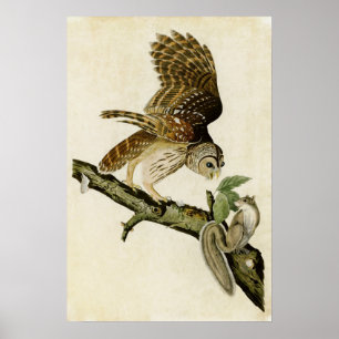 Vintage 46   Barred Owl   Birds of America Poster
