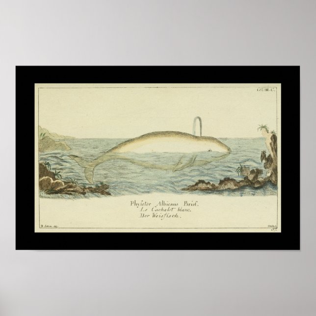 Vintage Abicans White Whale Print (Front)