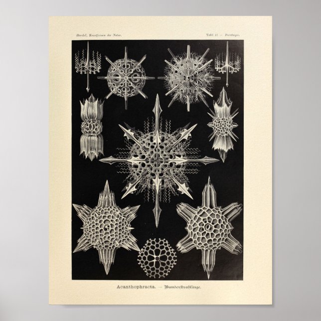 Vintage Acanthophracta Colour Ernst Haeckel Print (Front)