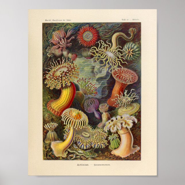 Vintage Actiniae Colour Ernst Haeckel Art Print (Front)