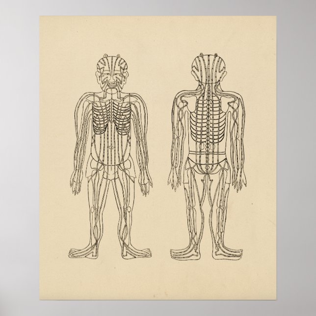 Vintage Acupuncture Meridian Pathways Points Poster (Front)