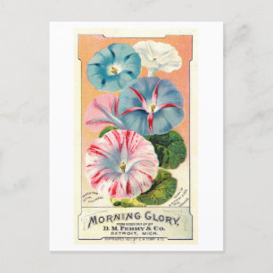 Vintage Ad for Ferry & Co. Morning Glory Seeds Postcard
