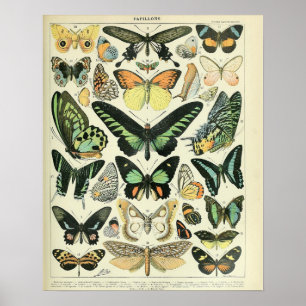 Vintage Adolphe Millot Print Butterflies Pattern-B