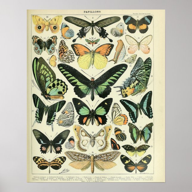 Vintage Adolphe Millot Print Butterflies Pattern-B (Front)