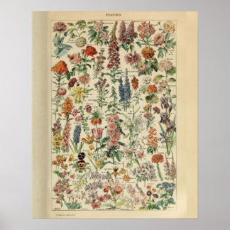Vintage Adolphe Millot Print Flowers