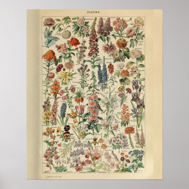 Vintage Adolphe Millot Print Flowers (Front)