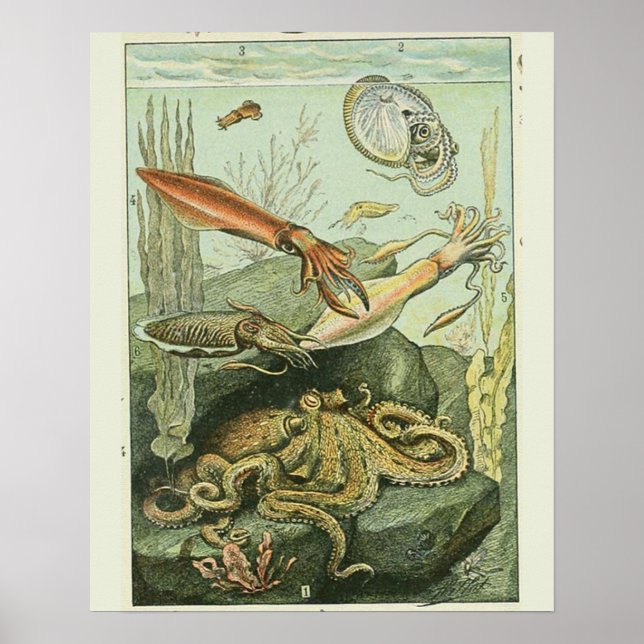 Vintage Adolphe Millot Print molluscs Pattern (Front)