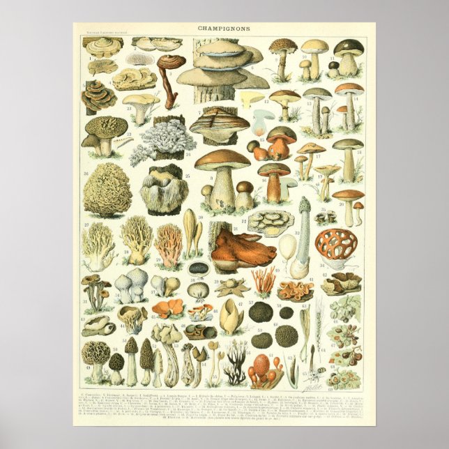 Vintage Adolphe Millot Print Mushrooms Poster (Front)