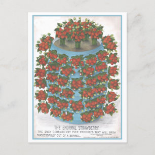 Vintage Advertisement for Enormal Strawberry Postcard
