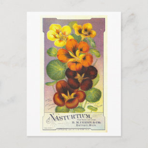 Vintage Advertisement for Ferry & Co. Nasturtiums Postcard